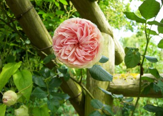 Pink rose