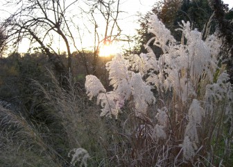 Grasses in the sunset