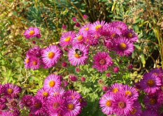 A splash of colour