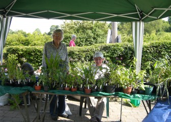 Plants for sale