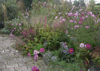 Vibrant pinks
