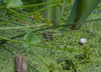 Toad in the pond