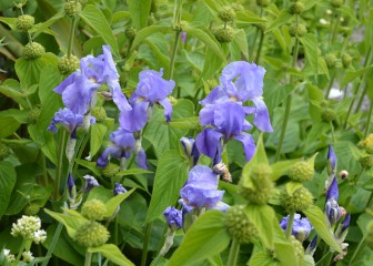 Lovely blue Iris in flower