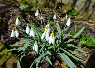 Snowdrops