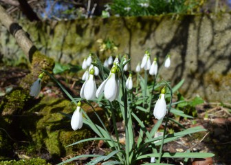 Snowdrops