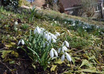 Snowdrops