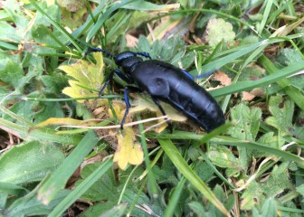 Oil beetle in the grass