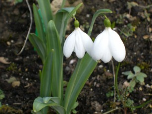 Another snowdrop