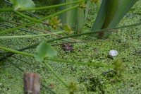 Frog in the pond