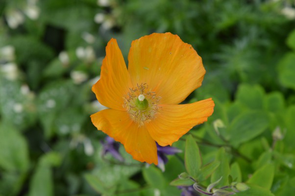 Orange flower