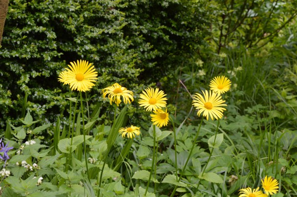 Yellow flower