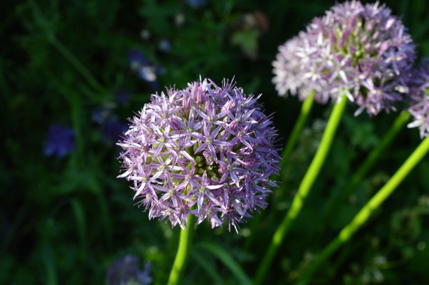 Yet more purple flowers