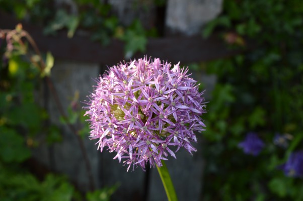 More Purple Flowers