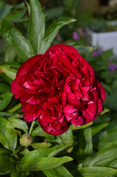 Red flower