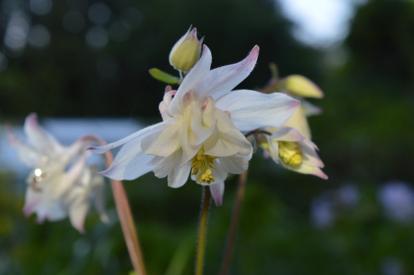 White flower