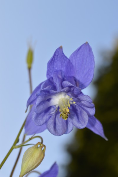 Purple flowers