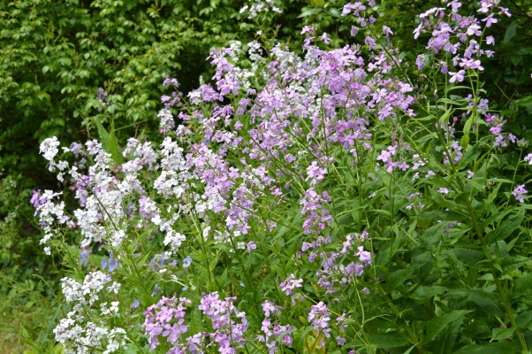 Light Pink Flowers
