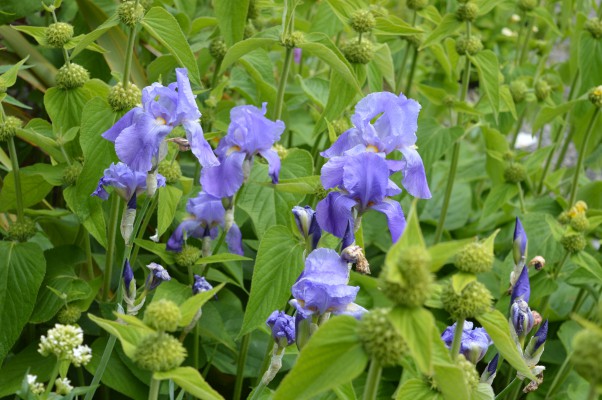 Lovely blue flowers