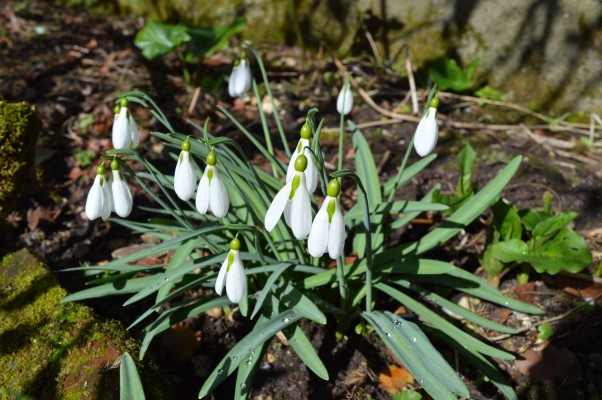 Snowdrops